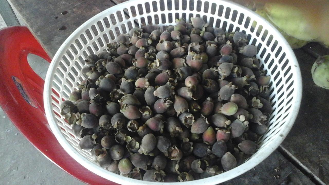 Pepper Farm Phu Quoc Hotell Eksteriør bilde
