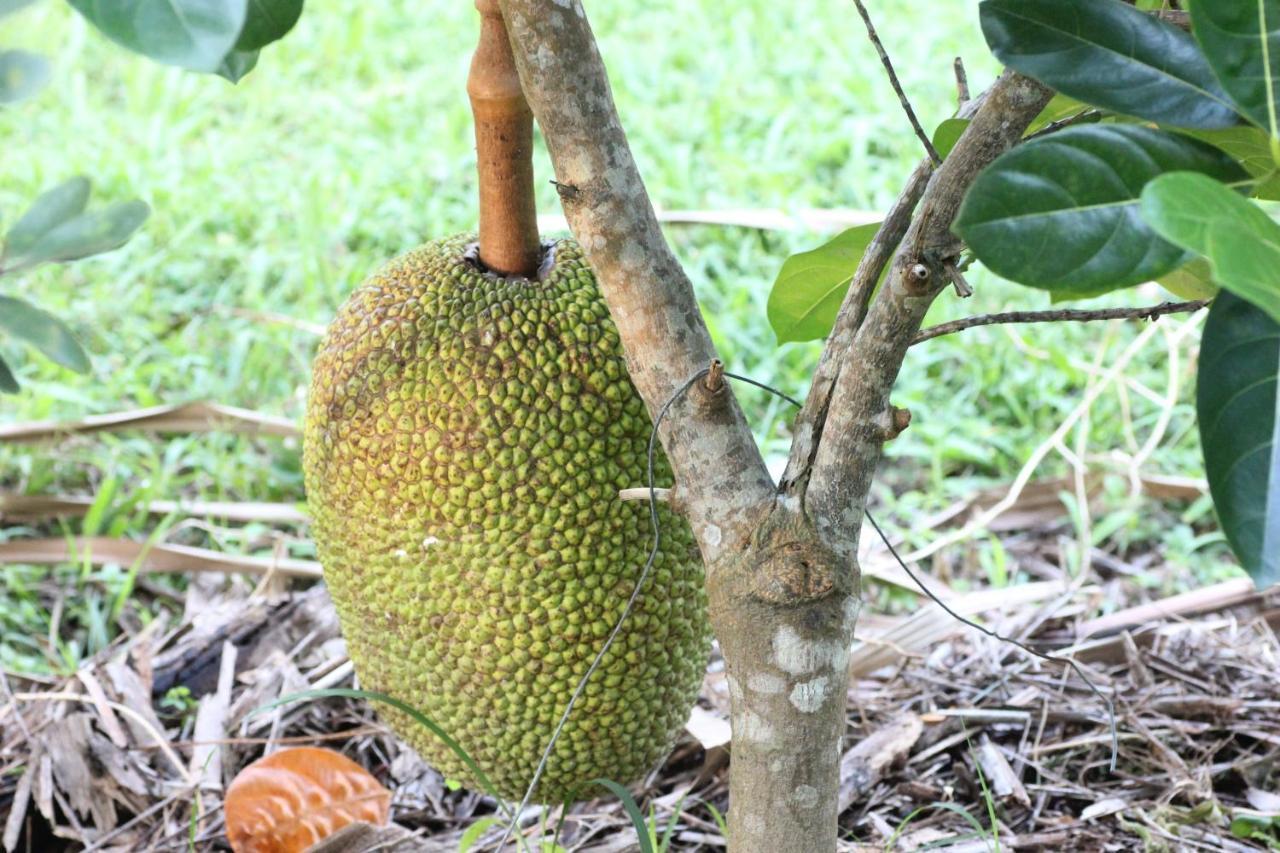 Pepper Farm Phu Quoc Hotell Eksteriør bilde